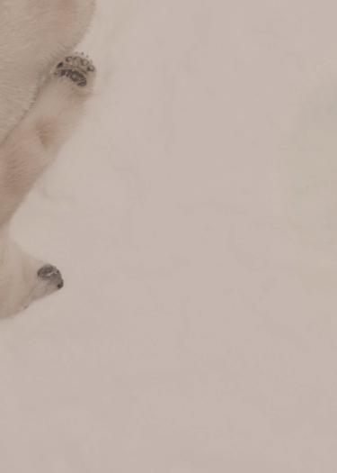 Eisbär